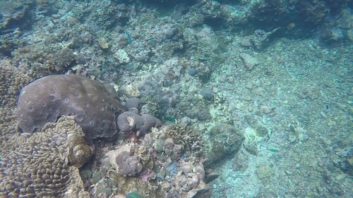 Moon Wrasse (Thalassoma lunare)