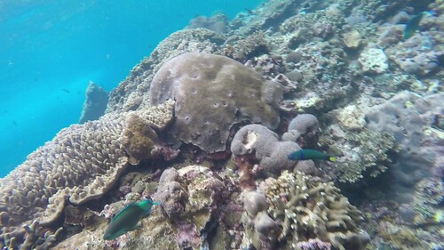 Moon Wrasse (Thalassoma lunare)