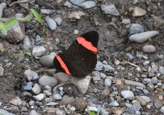 Adelpha lycorias