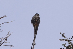 Falco columbarius suckleyi