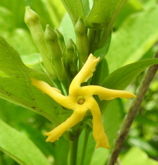 Mandevilla foliosa