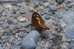 Telenassa berenice