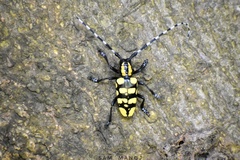 Anoplophora horsfieldii