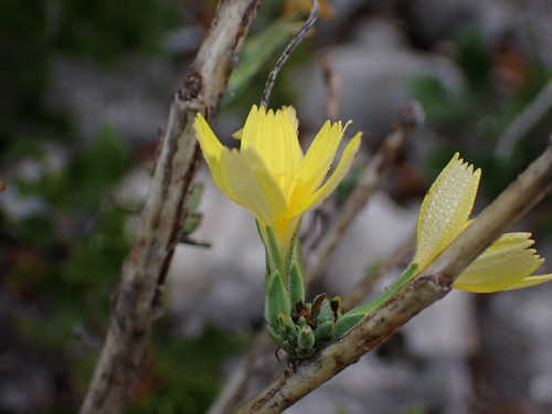 Image of Lactuca viminea by (c) Louis Aureglia, some rights reserved (CC BY)