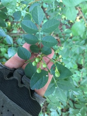 Zanthoxylum simulans