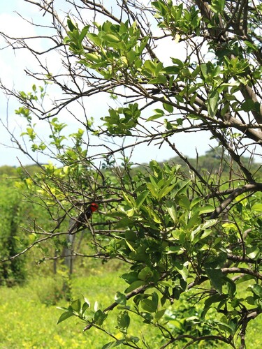 Vermilion Flycatcher
