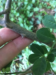 Zanthoxylum simulans