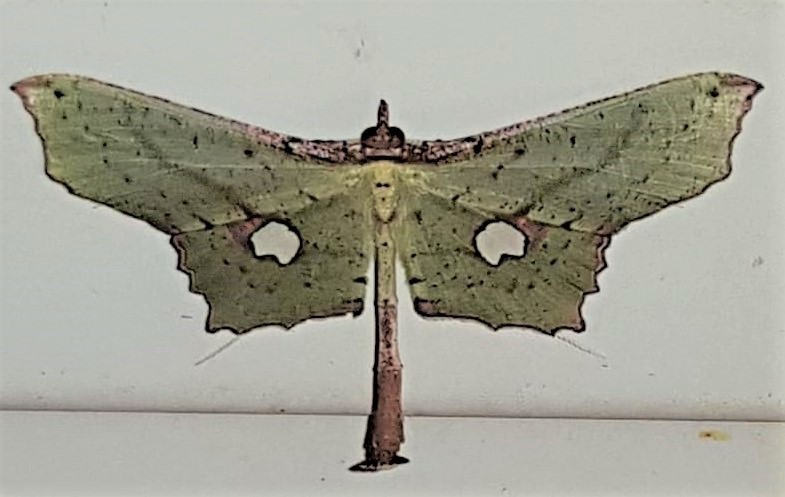 Macrotes commatica