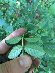 Zanthoxylum simulans