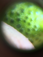 Zanthoxylum simulans