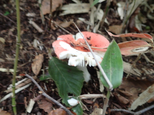 Russula