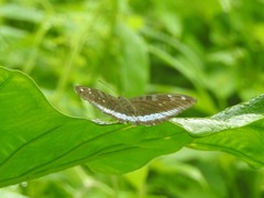 Tanaecia whiteheadi