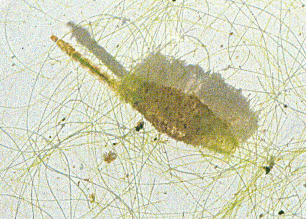 Lauterborniella agrayloides