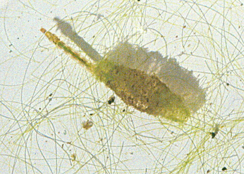 Lauterborniella agrayloides