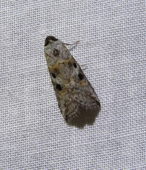 Calathusa hypotherma