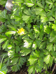 Ranunculus peduncularis