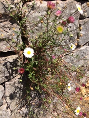 Erigeron karvinskianus