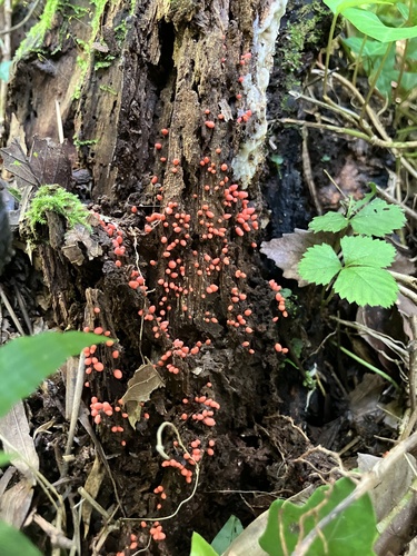 Hemitrichia decipiens