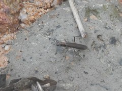 Spilomantis occipitalis