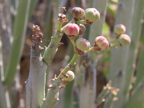 Euphorbia dregeana, photograph 6