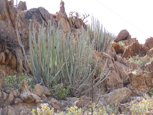 Euphorbia dregeana, photograph 5
