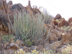 Euphorbia dregeana, photograph author not stated, no rights reserved