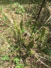 Pedicularis bracteosa