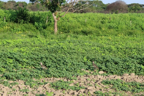 Southern Lapwing