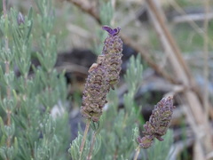 Lavandula stoechas stoechas