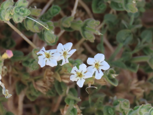 Image of Jamesbrittenia maxii by no rights reserved