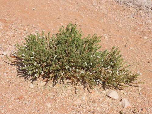 Image of Jamesbrittenia maxii by no rights reserved