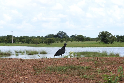 Black Vulture