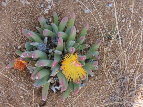 Image of Cheiridopsis robusta by no rights reserved