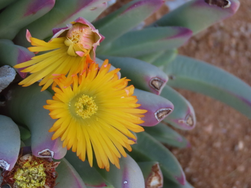 Image of Cheiridopsis robusta by no rights reserved