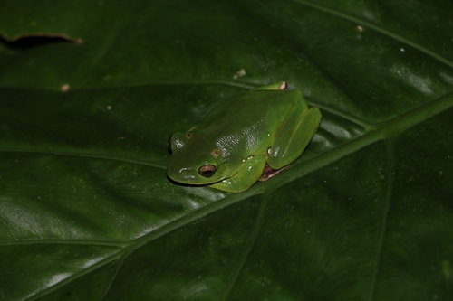Chinese Flying Frog