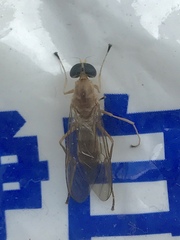 Ptecticus trivittatus
