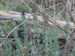 Lavandula stoechas stoechas