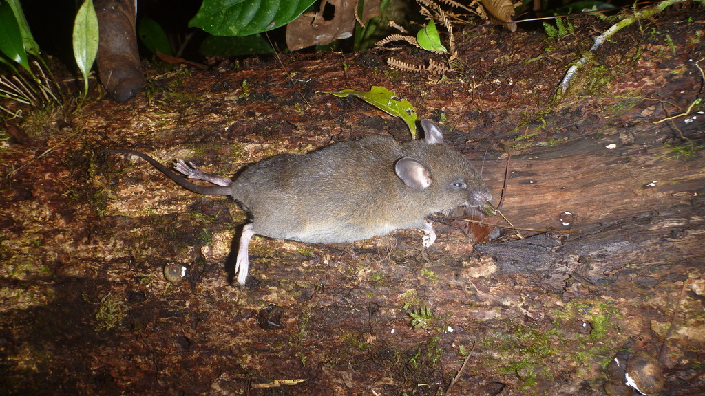 Inca Oldfield Mouse