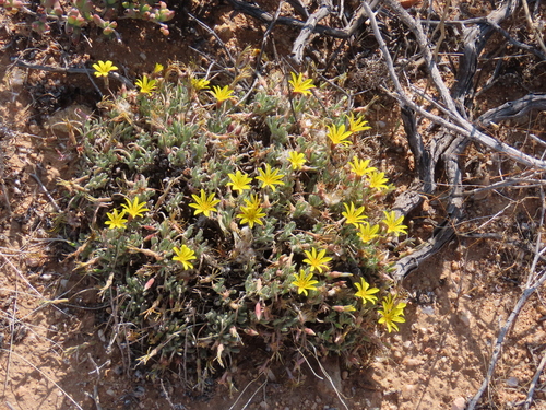 Horrid Treasureflower (Gazania schenckii)