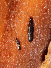 Xylostiba