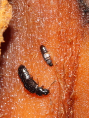 Xylostiba