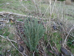 Lavandula stoechas stoechas