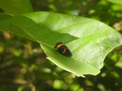 Cosmoscarta abdominalis