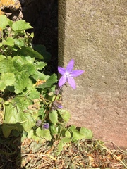 Campanula poscharskyana