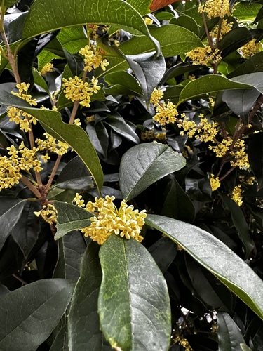 Osmanthus fragrans