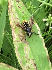 Temnostoma alternans