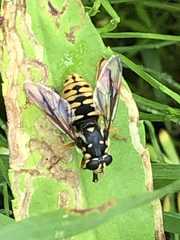 Temnostoma alternans