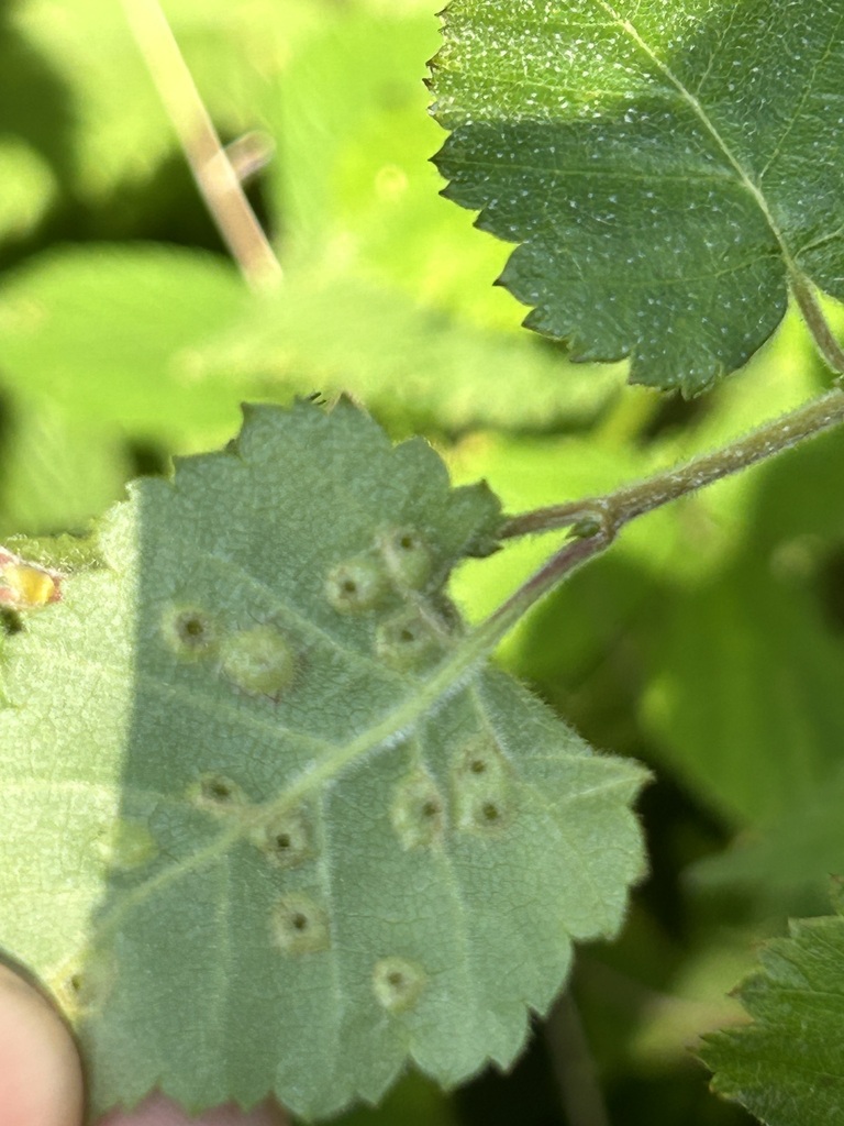 Cecidophyopsis betulae