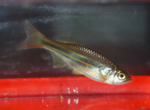 Reuzendanio (Devario aequipinnatus) — Cyprinidae