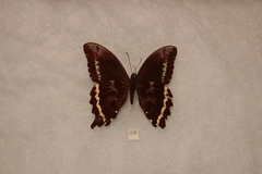 Papilio microps